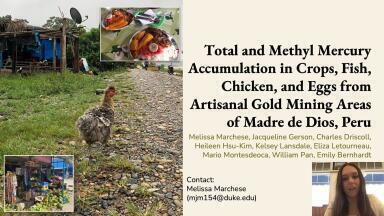 Total and Methyl Mercury Accumulation in Crops, Fish, Chicken, and Eggs from Artisanal Gold Mining Areas of Madre